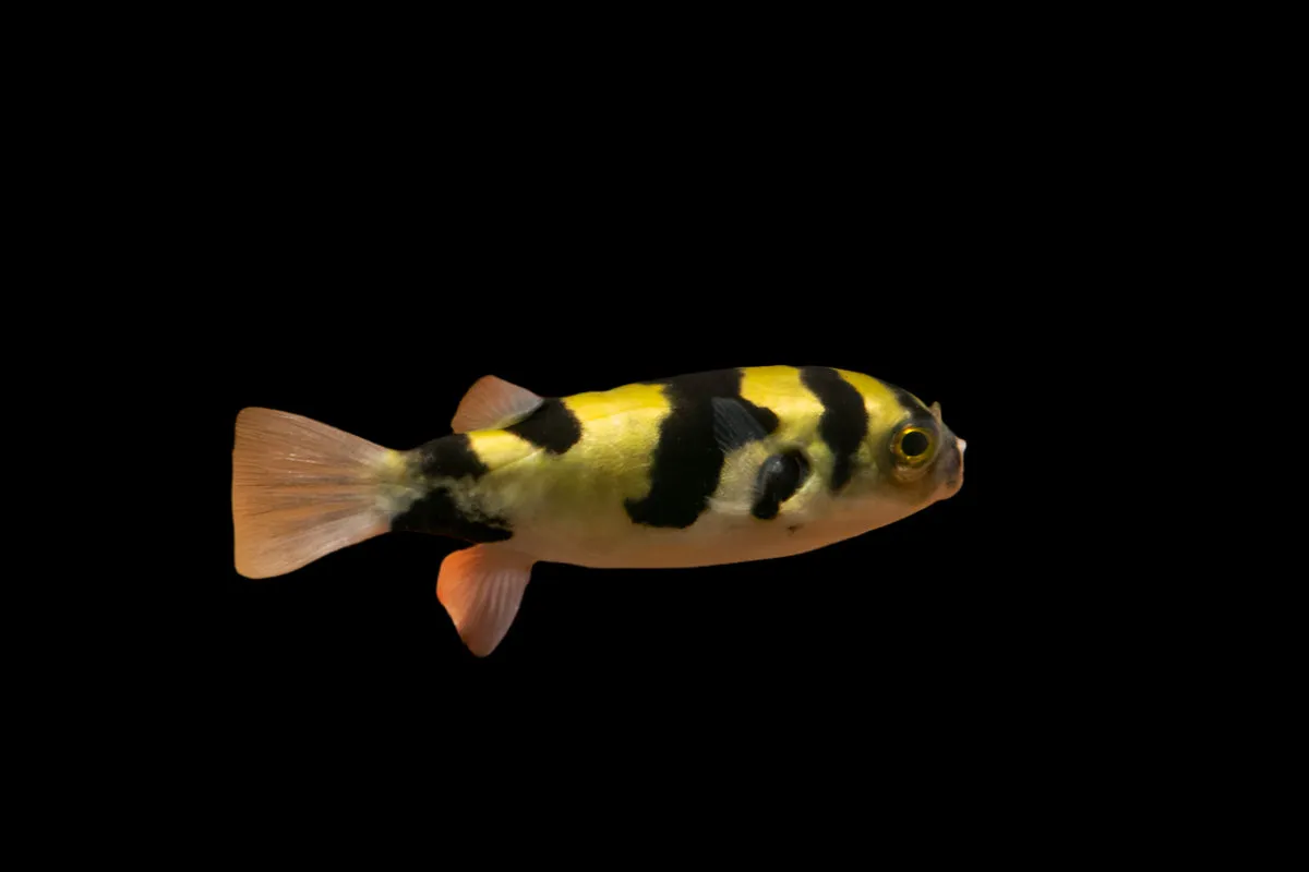 AMAZON PUFFER (Colomesus asellus) *Great community Puffers*