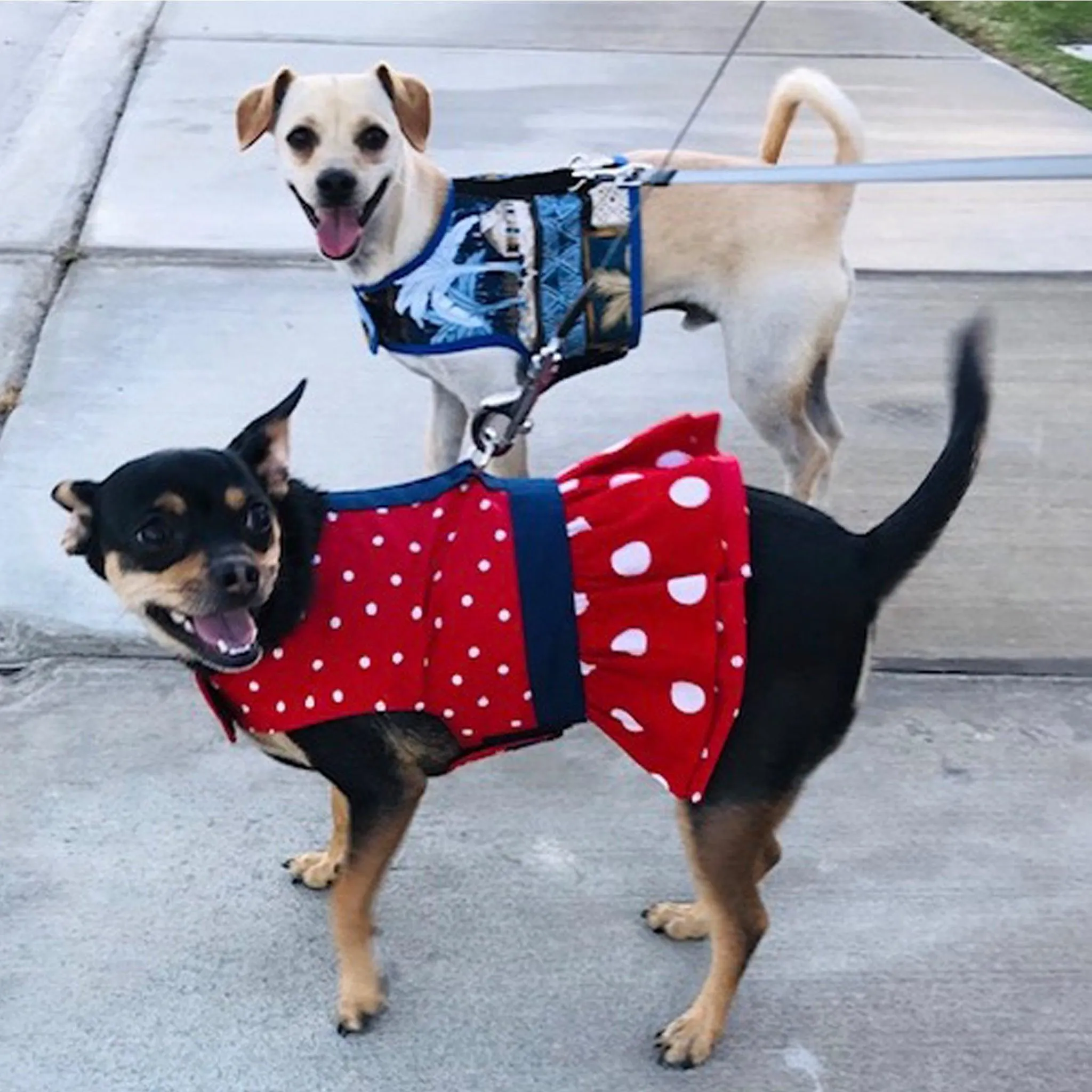 Red Polka Dot Ruffled Dog Vest Harness