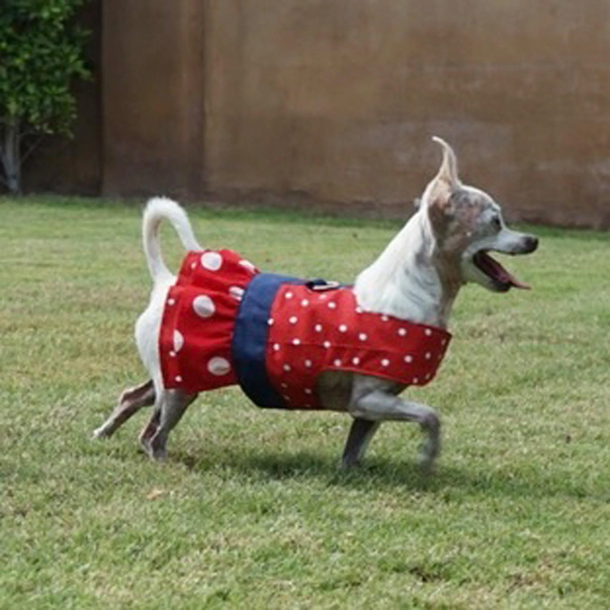 Red Polka Dot Ruffled Dog Vest Harness